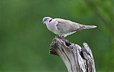 Mourning Collared-Dove